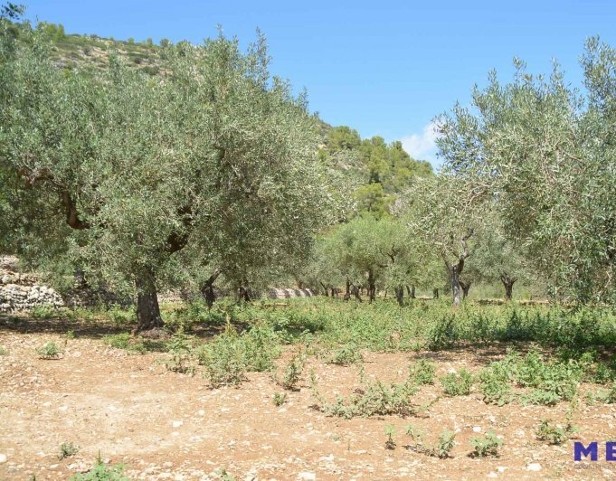 2015301 - Terreno de cultivo en venta en Jalón