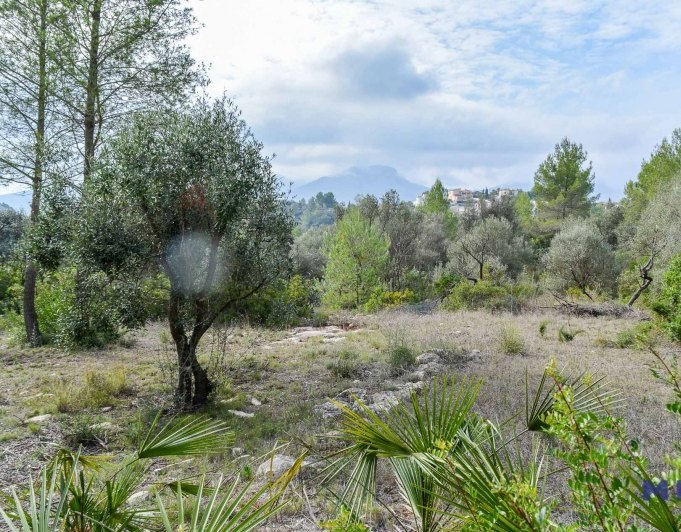 Parcela con ruina en venta en Alcalalí