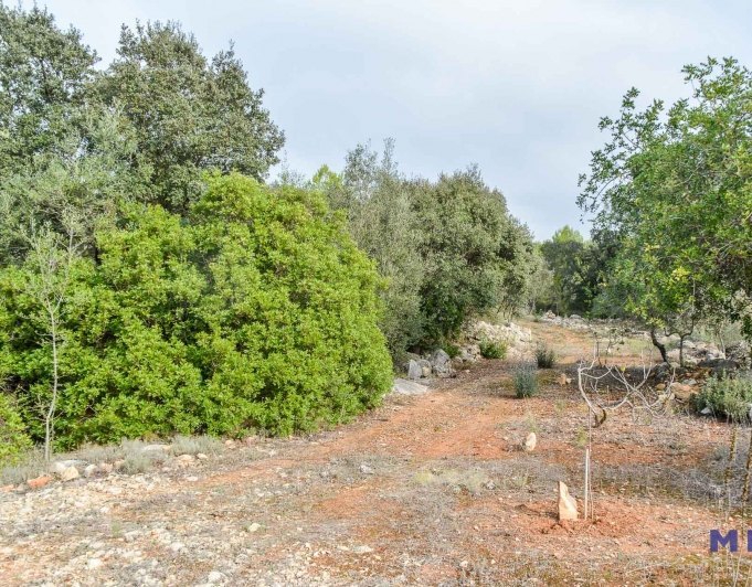 Parcela con ruina en venta en Alcalalí
