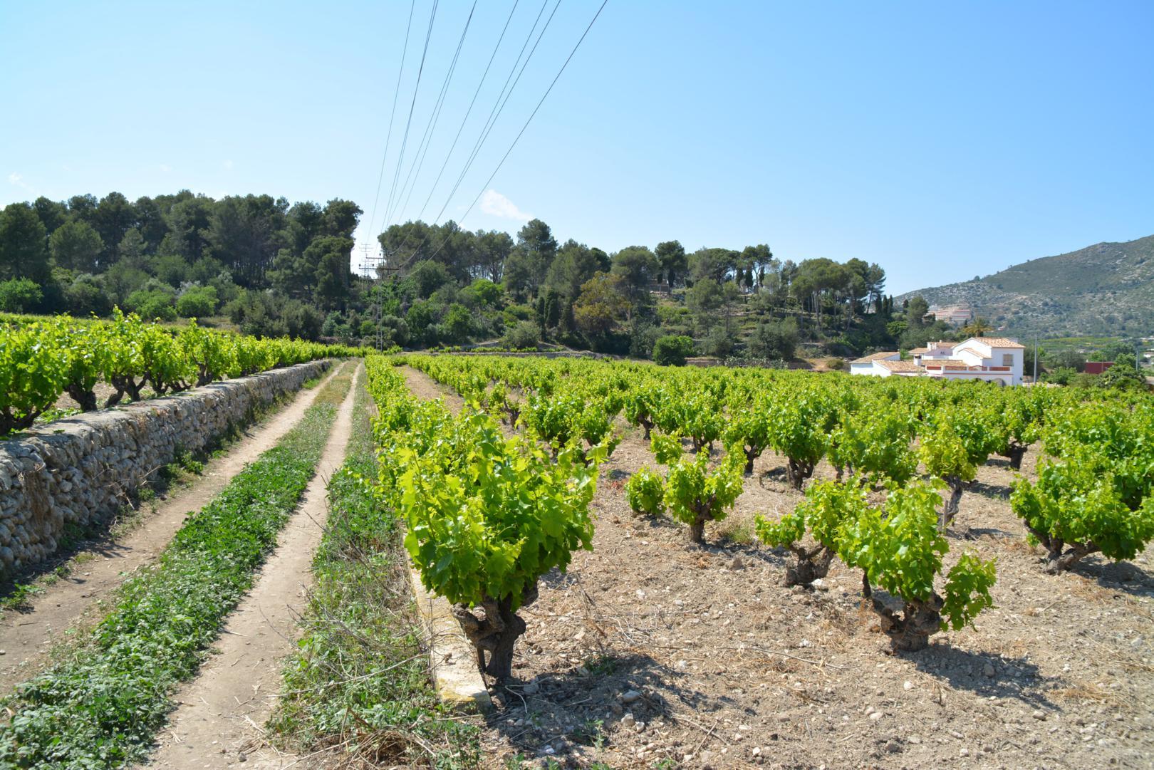 Terreno urbano en venta en Jalón