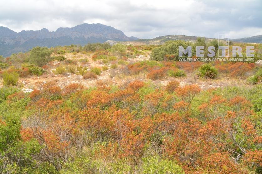 Terreno de 38.000m2, en Marnes, Lliber