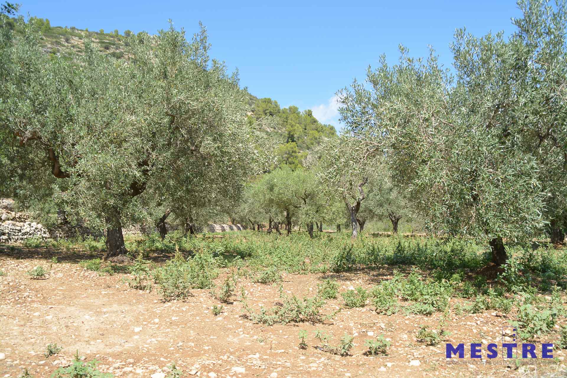 Terreno de cultivo en venta en Jalón
