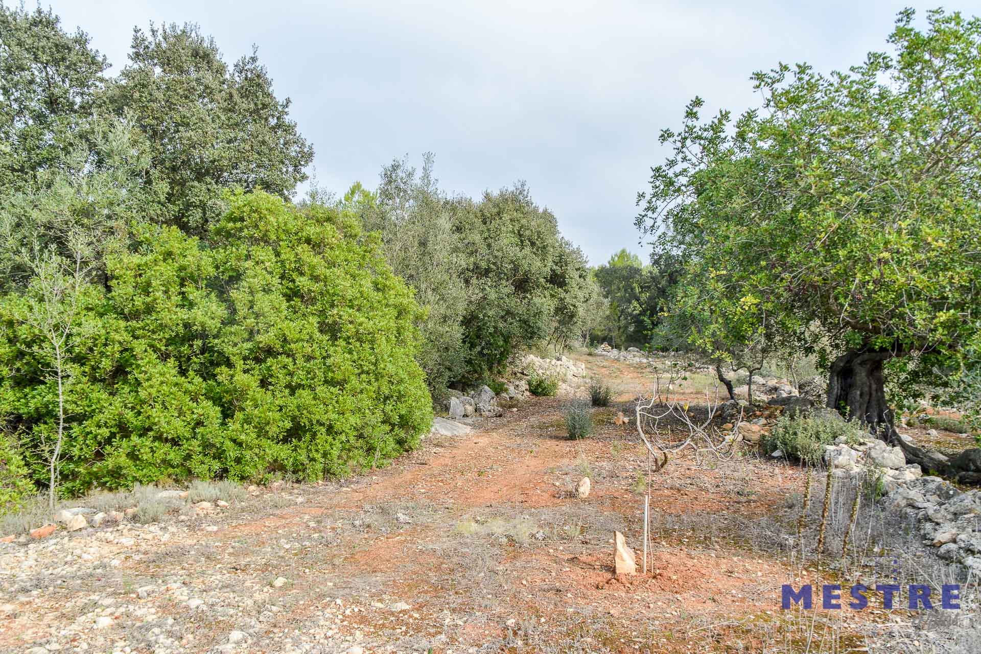 Parcela con ruina en venta en Alcalalí